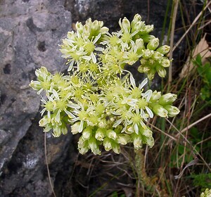 Petrosedum sediforme (Crassulaceae)  - Orpin blanc jaunâtre, Orpin de Nice, Sédum de Nice - Pale Stonecrop Gard [France] 05/07/2004 - 610m