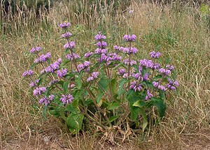 Phlomis herba-venti (Lamiaceae)  - Phlomide herbe-au-vent, Phlomis herbe-au-vent, Herbe-au-vent Gard [France] 05/07/2004 - 580m