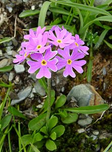 Primula farinosa (Primulaceae)  - Primevère farineuse - Bird's-eye Primrose Hautes-Pyrenees [France] 13/07/2004 - 2060m