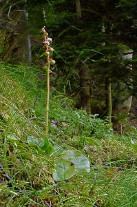 Pyrola minor (Ericaceae)  - Pyrole mineure, Petite pyrole - Common Wintergreen Hautes-Pyrenees [France] 12/07/2004 - 1290m