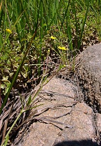 Ranunculus flammula (Ranunculaceae)  - Renoncule flammette, Renoncule flammette, Petite douve, Flammule - Lesser Spearwort Pyrenees-Orientales [France] 08/07/2004 - 1730m