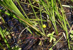 Ranunculus flammula (Ranunculaceae)  - Renoncule flammette, Renoncule flammette, Petite douve, Flammule - Lesser Spearwort Pyrenees-Orientales [France] 08/07/2004 - 1730m