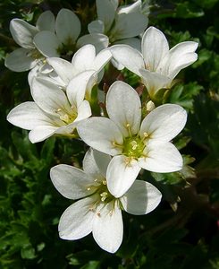 Saxifraga aquatica (Saxifragaceae)  - Saxifrage aquatique Hautes-Pyrenees [France] 14/07/2004 - 1990m