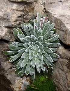 Saxifraga longifolia (Saxifragaceae)  - Saxifrage à feuilles longues, Saxifrage à longues feuilles Hautes-Pyrenees [France] 14/07/2004 - 2090m