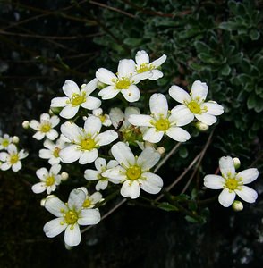 Saxifraga paniculata (Saxifragaceae)  - Saxifrage paniculée, Saxifrage aizoon - Livelong Saxifrage Hautes-Pyrenees [France] 14/07/2004 - 2090m