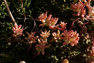 Sedum album (Crassulaceae)  - Orpin blanc - White Stonecrop Gard [France] 04/07/2004 - 660m