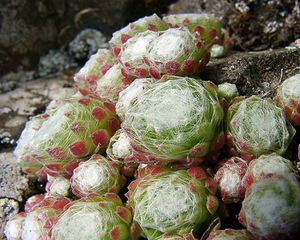 Sempervivum arachnoideum (Crassulaceae)  - Joubarbe toile-d'araignée - Cobweb House-leek Hautes-Pyrenees [France] 12/07/2004 - 1290m