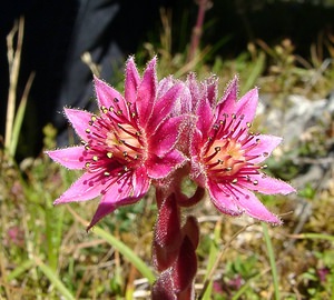 Sempervivum montanum (Crassulaceae)  - Joubarbe des montagnes - Mountain House-leek Hautes-Pyrenees [France] 13/07/2004 - 1600m