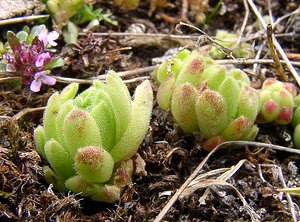 Sempervivum montanum (Crassulaceae)  - Joubarbe des montagnes - Mountain House-leek Hautes-Pyrenees [France] 14/07/2004 - 2090m