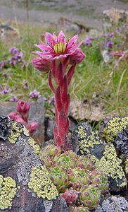 Sempervivum montanum (Crassulaceae)  - Joubarbe des montagnes - Mountain House-leek Hautes-Pyrenees [France] 14/07/2004 - 2090m