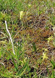 Tofieldia calyculata (Tofieldiaceae)  - Tofieldie à calicule, Tofieldie des marais Pyrenees-Orientales [France] 07/07/2004 - 1590m