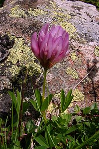 Trifolium alpinum (Fabaceae)  - Trèfle des Alpes, Réglisse des montagnes, Réglisse des Alpes  [France] 09/07/2004 - 2060m