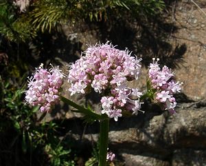 Valeriana officinalis (Caprifoliaceae)  - Valériane officinale - Common Valerian Pyrenees-Orientales [France] 07/07/2004 - 1590m