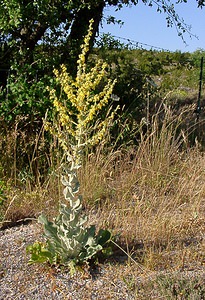 Verbascum pulverulentum (Scrophulariaceae)  - Molène pulvérulente, Molène floconneuse - Hoary Mullein Gard [France] 04/07/2004 - 610m