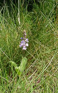 Veronica officinalis (Plantaginaceae)  - Véronique officinale, Herbe aux ladres, Thé d'Europe - Heath Speedwell Pyrenees-Orientales [France] 08/07/2004 - 1730m