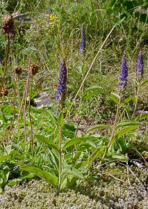 Veronica spicata (Plantaginaceae)  - Véronique en épi - Spiked Speedwell Hautes-Pyrenees [France] 12/07/2004 - 1290m