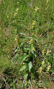 Vincetoxicum hirundinaria (Apocynaceae)  - Dompte-venin officinal, Dompte-venin, Asclépiade blanche, Contre-poison Hautes-Pyrenees [France] 12/07/2004 - 1290m