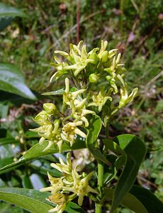 Vincetoxicum hirundinaria (Apocynaceae)  - Dompte-venin officinal, Dompte-venin, Asclépiade blanche, Contre-poison Hautes-Pyrenees [France] 12/07/2004 - 1290m