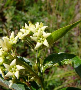 Vincetoxicum hirundinaria (Apocynaceae)  - Dompte-venin officinal, Dompte-venin, Asclépiade blanche, Contre-poison Hautes-Pyrenees [France] 12/07/2004 - 1290m