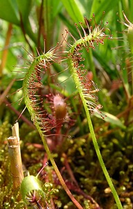 Drosera anglica (Droseraceae)  - Rossolis à feuilles longues, Rossolis à longues feuilles, Rossolis d'Angleterre, Droséra à longues feuilles, Droséra d'Angleterre - Great Sundew Marne [France] 07/08/2004 - 100m