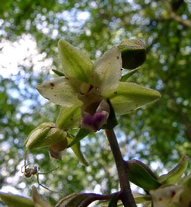 Epipactis purpurata (Orchidaceae)  - Épipactide pourpre, Épipactis pourpre, Épipactis violacé, Épipactide violacée - Violet Helleborine Pas-de-Calais [France] 21/08/2004 - 180m