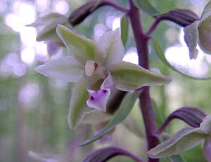 Epipactis purpurata (Orchidaceae)  - Épipactide pourpre, Épipactis pourpre, Épipactis violacé, Épipactide violacée - Violet Helleborine Pas-de-Calais [France] 21/08/2004 - 180m