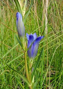 Gentiana pneumonanthe (Gentianaceae)  - Gentiane pneumonanthe, Gentiane des marais, Gentiane pulmonaire des marais - Marsh Gentian Marne [France] 07/08/2004 - 100m