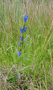 Gentiana pneumonanthe (Gentianaceae)  - Gentiane pneumonanthe, Gentiane des marais, Gentiane pulmonaire des marais - Marsh Gentian Marne [France] 07/08/2004 - 100m