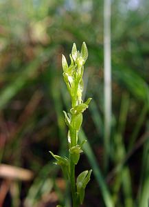 Hammarbya paludosa (Orchidaceae)  - Hammarbya des marais, Malaxis des tourbières, Malaxis à deux feuilles, Malaxide des marais, Malaxis des marais - Bog Orchid Turnhout [Belgique] 14/08/2004 - 30m