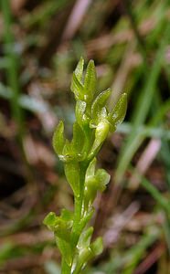 Hammarbya paludosa (Orchidaceae)  - Hammarbya des marais, Malaxis des tourbières, Malaxis à deux feuilles, Malaxide des marais, Malaxis des marais - Bog Orchid Turnhout [Belgique] 14/08/2004 - 30m