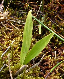 Liparis loeselii (Orchidaceae)  - Liparis de Loesel - Fen Orchid Marne [France] 07/08/2004 - 100m