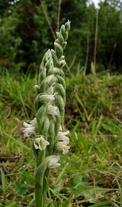 Spiranthes spiralis (Orchidaceae)  - Spiranthe d'automne, Spiranthe spiralée - Autumn Lady's-tresses Pas-de-Calais [France] 21/08/2004 - 80m