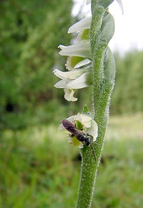 Spiranthes spiralis (Orchidaceae)  - Spiranthe d'automne, Spiranthe spiralée - Autumn Lady's-tresses Pas-de-Calais [France] 21/08/2004 - 80m