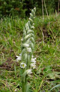 Spiranthes spiralis (Orchidaceae)  - Spiranthe d'automne, Spiranthe spiralée - Autumn Lady's-tresses Pas-de-Calais [France] 21/08/2004 - 80m