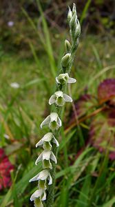 Spiranthes spiralis (Orchidaceae)  - Spiranthe d'automne, Spiranthe spiralée - Autumn Lady's-tresses Pas-de-Calais [France] 21/08/2004 - 80m