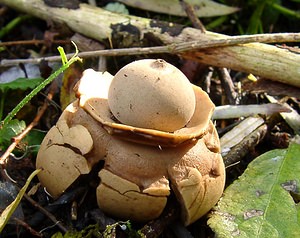 Geastrum triplex (Geastraceae)  - Géastre a trois enveloppes - Collared Earthstar Nord [France] 30/10/2004 - 30m