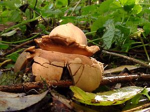 Geastrum triplex (Geastraceae)  - Géastre a trois enveloppes - Collared Earthstar Nord [France] 30/10/2004 - 30m