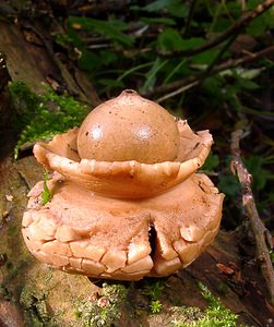 Geastrum triplex (Geastraceae)  - Géastre a trois enveloppes - Collared Earthstar Nord [France] 30/10/2004 - 30m