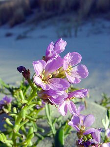 Cakile maritima (Brassicaceae)  - Caquillier maritime, Cakilier, Roquette de mer - Sea Rocket Nord [France] 07/12/2004