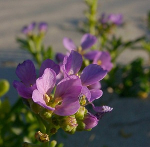 Cakile maritima (Brassicaceae)  - Caquillier maritime, Cakilier, Roquette de mer - Sea Rocket Nord [France] 07/12/2004