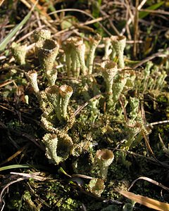 Cladonia chlorophaea (Cladoniaceae)  Somme [France] 19/12/2004 - 80m