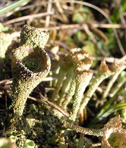 Cladonia chlorophaea (Cladoniaceae)  Somme [France] 19/12/2004 - 80m