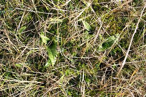 Himantoglossum hircinum (Orchidaceae)  - Himantoglosse bouc, Orchis bouc, Himantoglosse à odeur de bouc - Lizard Orchid Somme [France] 08/01/2005 - 80m