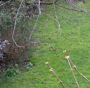 Picus viridis (Picidae)  - Pic vert, Pivert Nord [France] 27/02/2005 - 40m