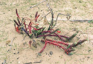 Euphorbia paralias (Euphorbiaceae)  - Euphorbe maritime, Euphorbe des dunes, Euphorbe du littoral, Euphorbe des sables, Euphorbe paralias - Sea Spurge Pas-de-Calais [France] 27/03/2005