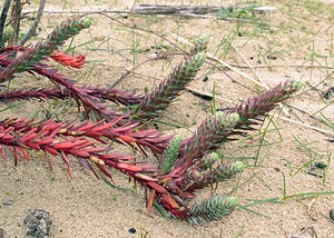 Euphorbia paralias (Euphorbiaceae)  - Euphorbe maritime, Euphorbe des dunes, Euphorbe du littoral, Euphorbe des sables, Euphorbe paralias - Sea Spurge Pas-de-Calais [France] 27/03/2005