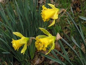 Narcissus pseudonarcissus (Amaryllidaceae)  - Narcisse faux narcisse, Jonquille des bois, Jonquille, Narcisse trompette Pas-de-Calais [France] 27/03/2005 - 30m