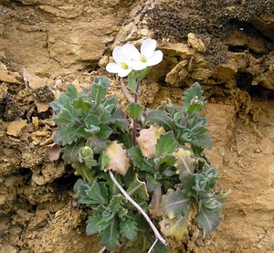Arabis alpina (Brassicaceae)  - Arabette des Alpes, Corbeille d'argent - Alpine Rock-cress Lozere [France] 12/04/2005 - 760m
