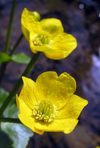 Caltha palustris (Ranunculaceae)  - Populage des marais, Sarbouillotte, Souci d'eau - Marsh-marigold Aisne [France] 03/04/2005 - 100m