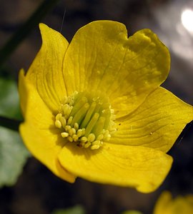 Caltha palustris (Ranunculaceae)  - Populage des marais, Sarbouillotte, Souci d'eau - Marsh-marigold Aisne [France] 03/04/2005 - 100m